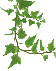 leaf